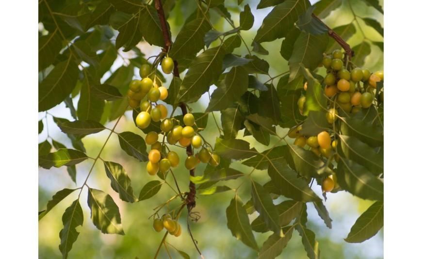 Lhuile De Neem Bienfaits Pour La Peau Et Les Cheveux