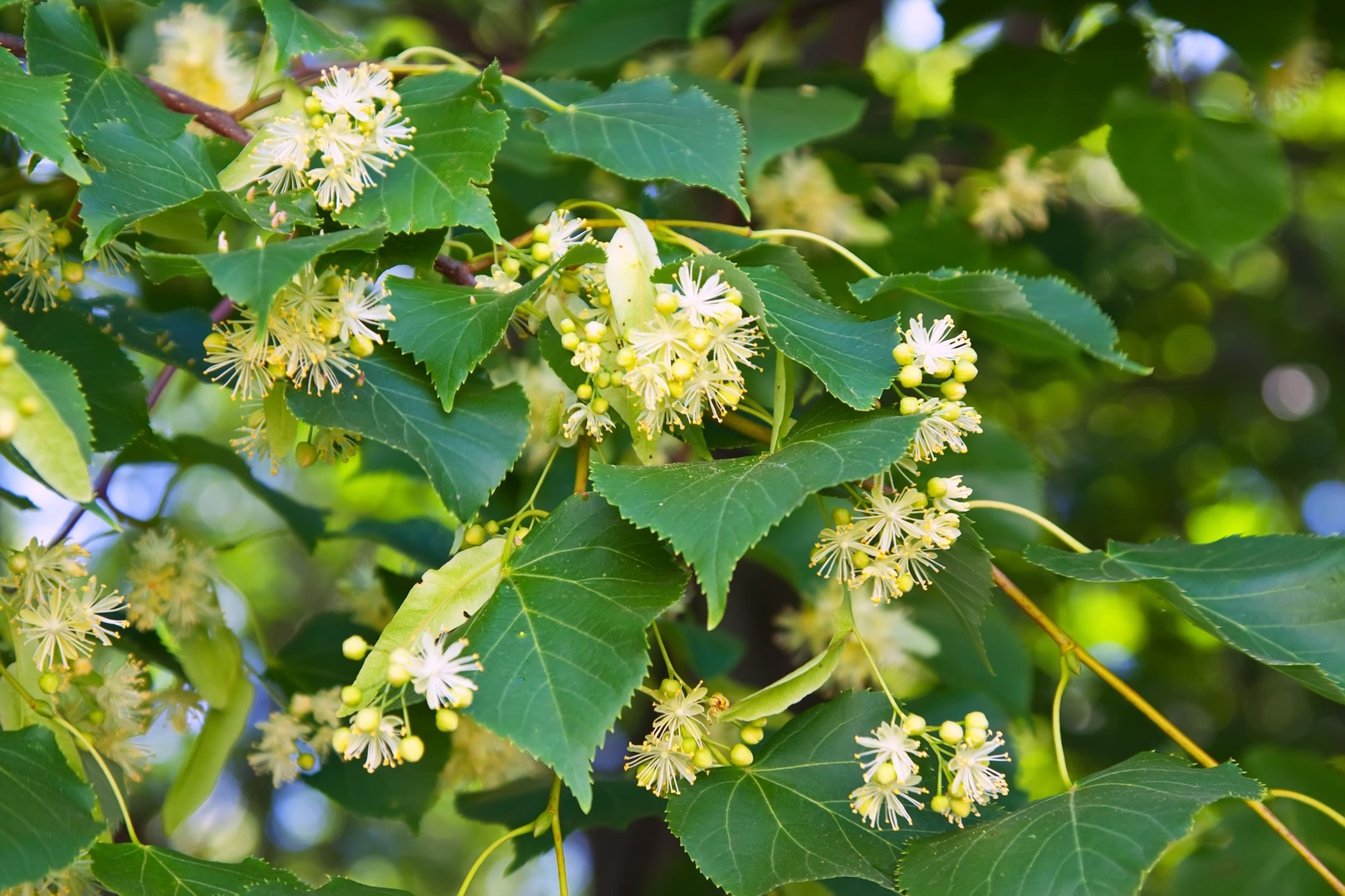 bractée de tilleul fleur adaptogene