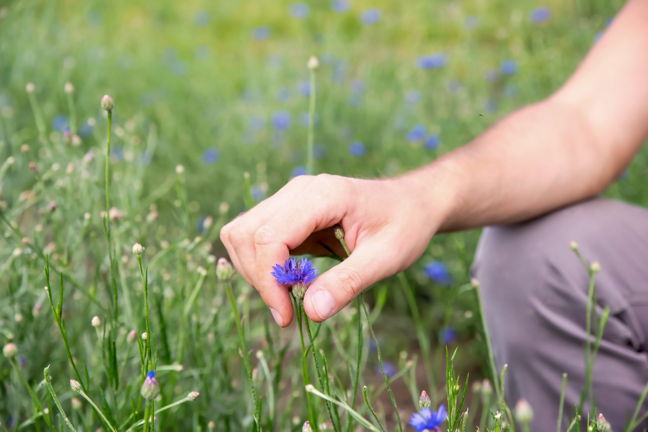 eau florale de bleuet - cueillette