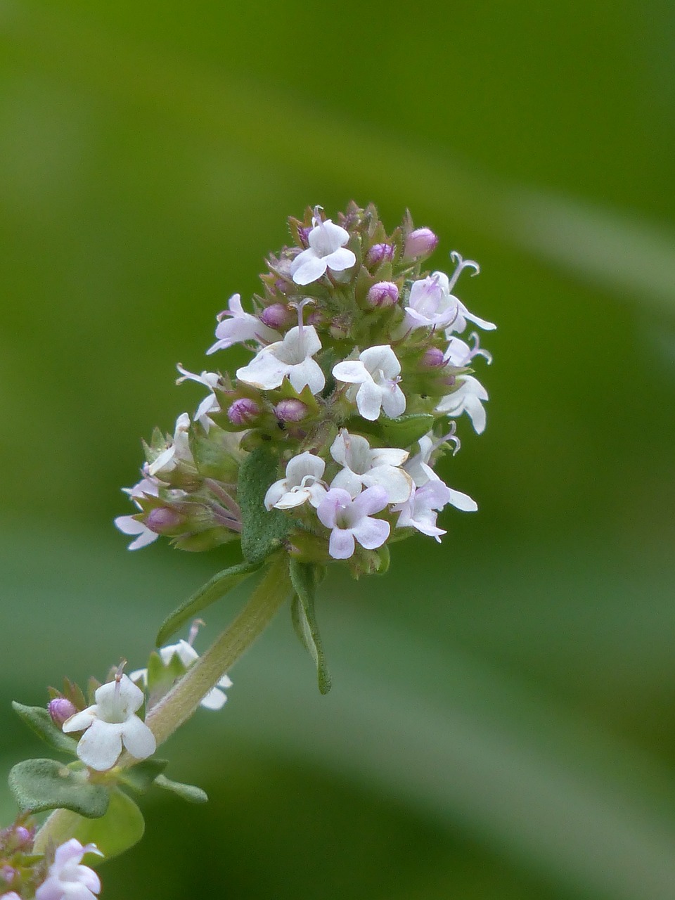 Fleurs de thym - Thymus vulgaris