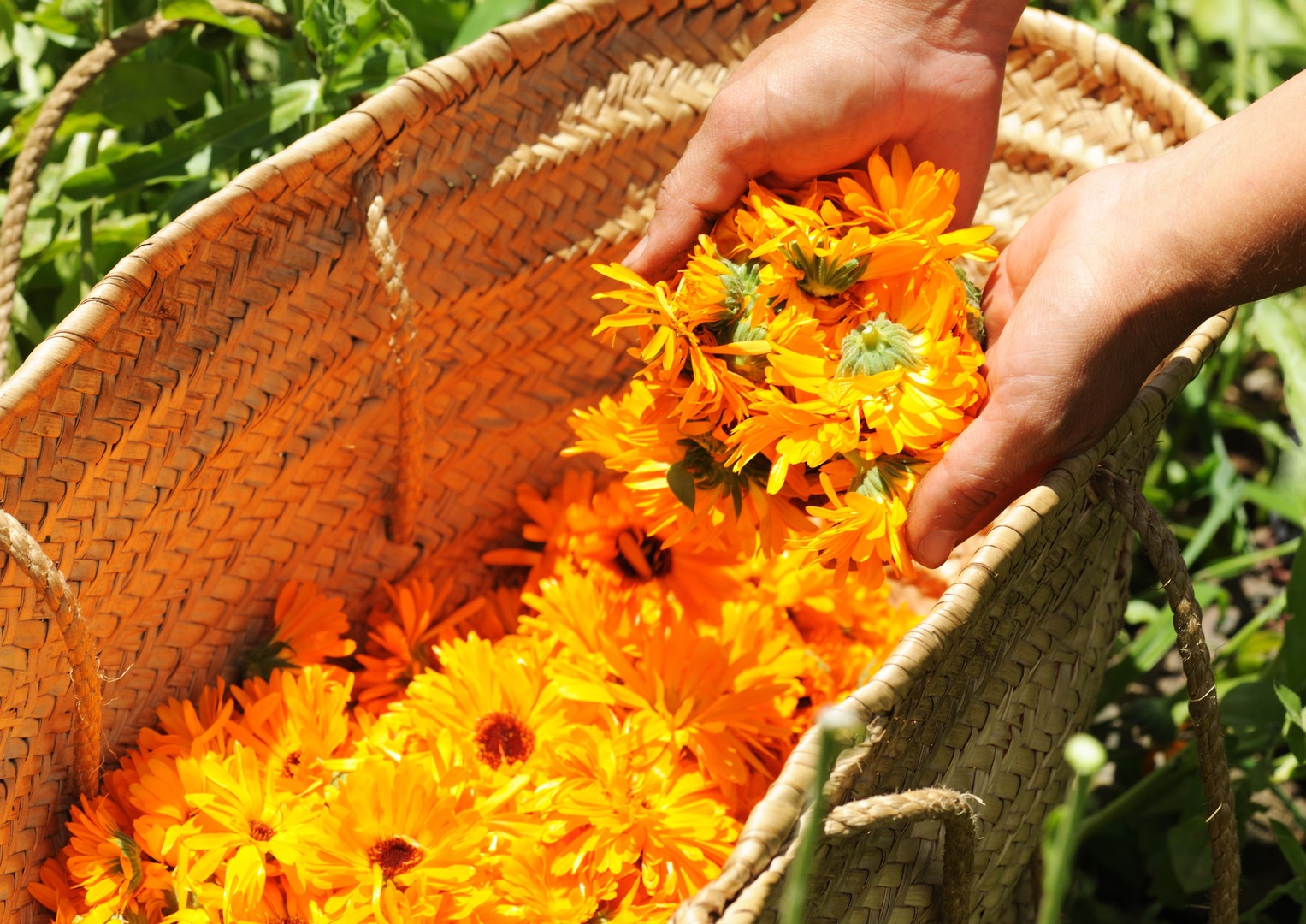 Des mains qui font tomber des fleurs de calendula dans un panier